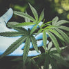 Medyczna marihuana, a susz CBD