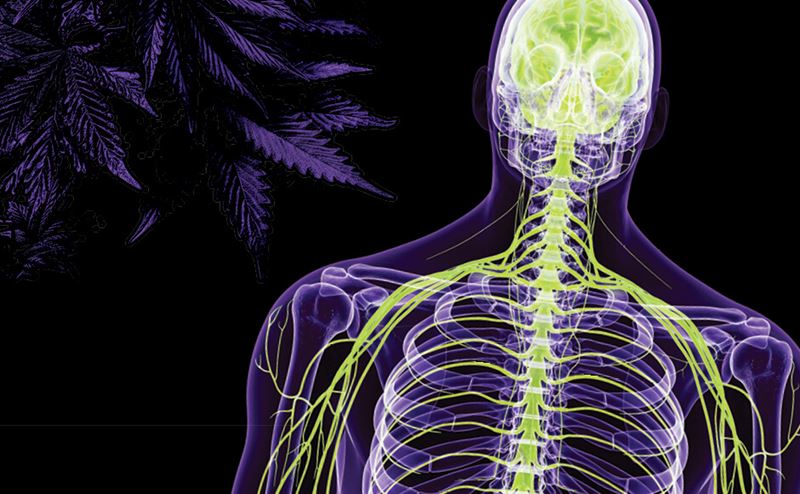 Układ endokannabinoidowy